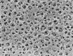 Filtro de Membrana AC, blanco, esteril, 47 Ømm ,0.45 µm