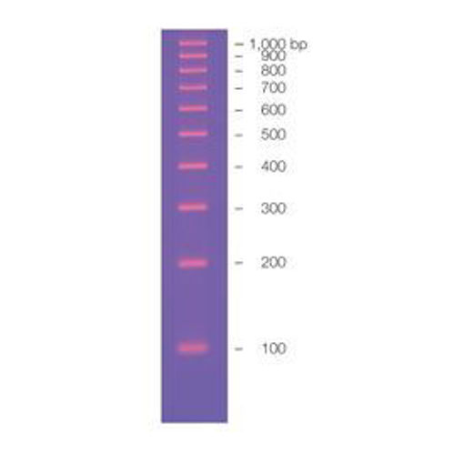 Estandares para ácidos nucleicos, 100 bp - 1000 bp