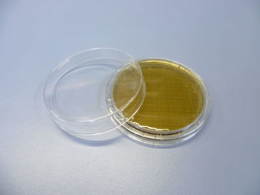 Placas de Petri de 65 mm con pad