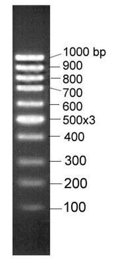 100-1000bp DNA Marker