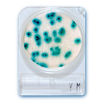 Placas Compact Dry para determinar y cuantificar microorganismos x 100u.