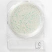 Placas Compact Dry para determinar y cuantificar microorganismos x 100u.