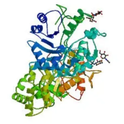 Imagen para la categoría Enzimas