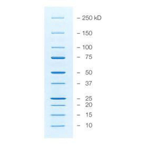 Precision Plus Protein Unstained Standards, Strep Tagged recombinantes, 1 ml, 100 aplic.