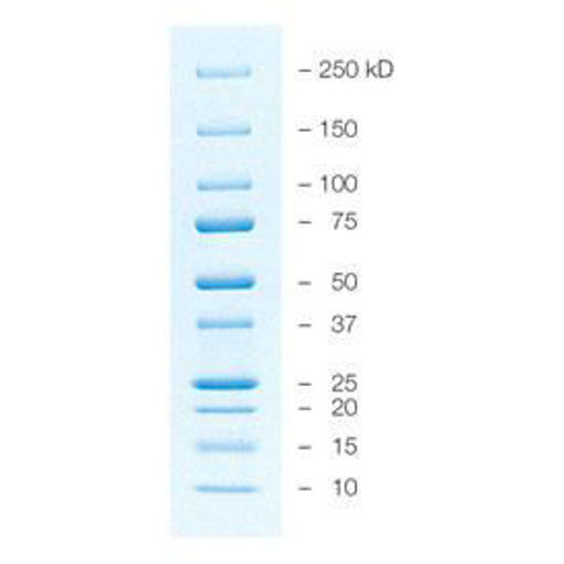 Precision Plus Protein All Blue Standards 500ul, 50 aplicaciones