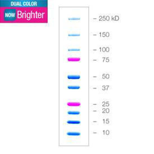 Precision Plus Protein Dual Color Standards, 500 ul, 50 aplicaciones