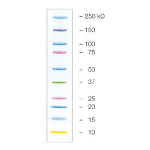 Precision Plus Protein™ Kaleidoscope™ Estándares de proteína preteñidos, 500 ul, 50 aplic.