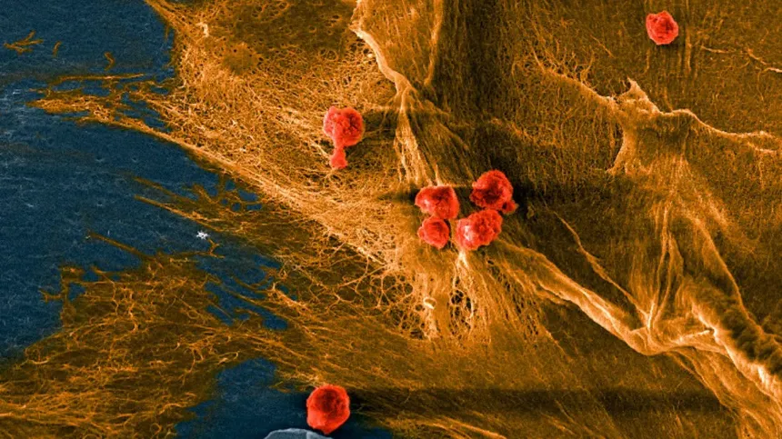 El material biohíbrido se comporta como el cartílago