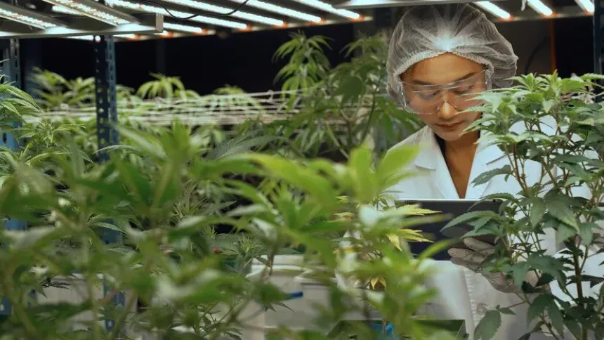 Producción de cannabis. De la semilla a la venta