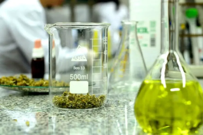 Cannabis para la salud: cómo se estudia en el laboratorio