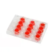 Placa cultivo celular para células adheretnes, estériles. Libres de DNASA/RNASA y apirogénicas