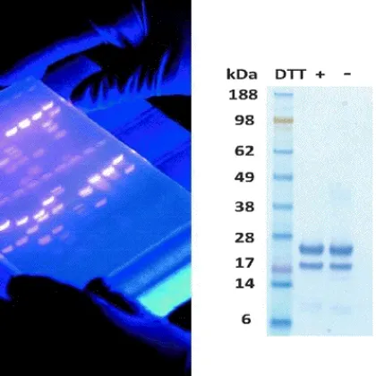 Imagen para la categoría Marcadores de biomoléculas