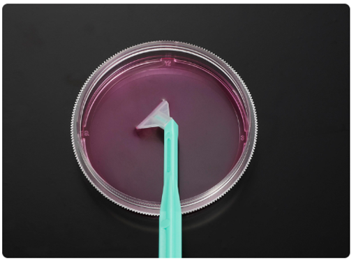 Raspador de células. Cell scraper. Estéril.