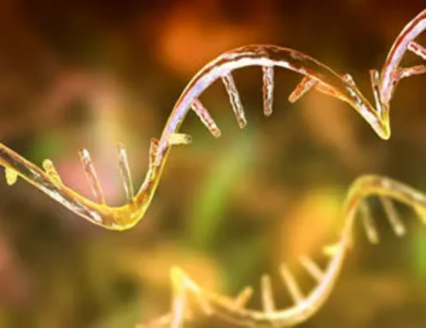 El rol del ARN mensajero en la síntesis de proteínas