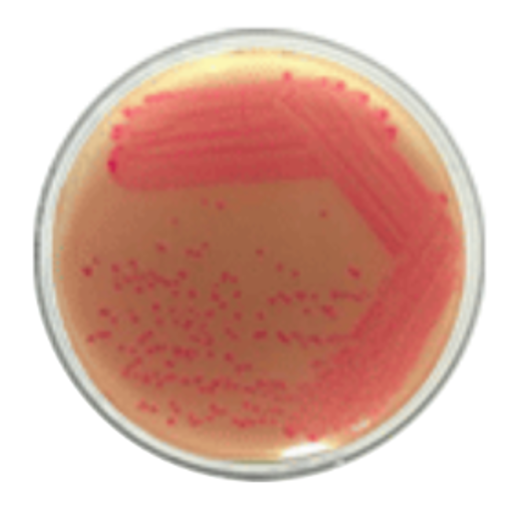 Agar Rainbow Shigella/Aeromonas