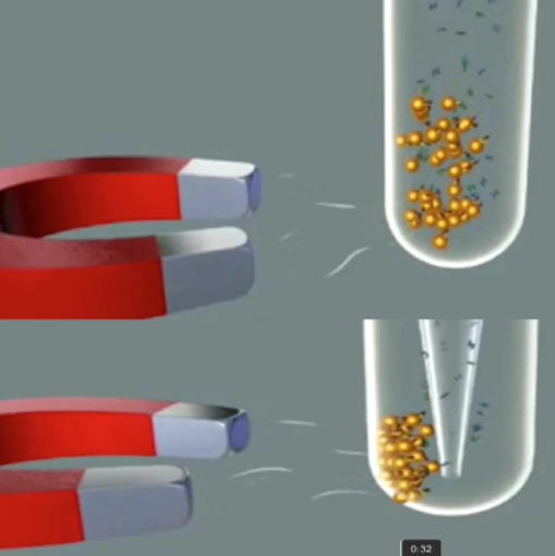 Perlas Inmunomagnéticas Dynabeads
