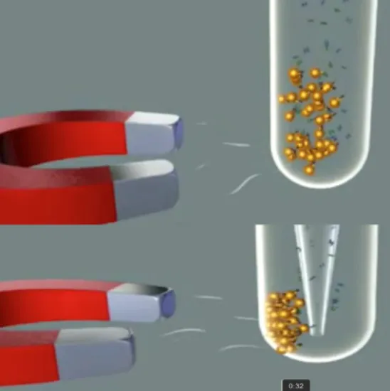 Perlas Inmunomagnéticas Dynabeads