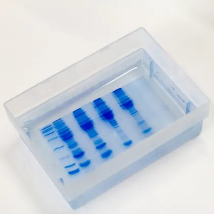 Imagen para la categoría Biología de las Proteínas