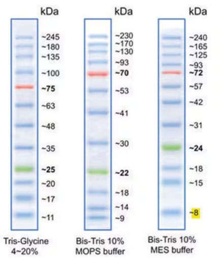 BLUeye  Marcador de peso molecular de proteínas  preteñidas x 12u.