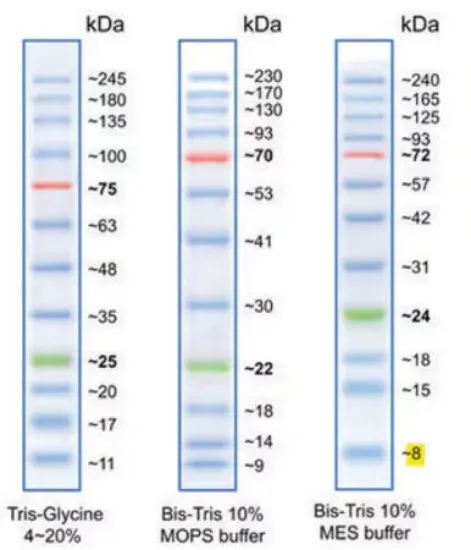 BLUeye  Marcador de peso molecular de proteínas  preteñidas x 12u.