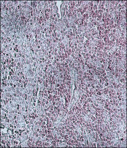 Anti-Bovine IgG molécula entera x 1ml.