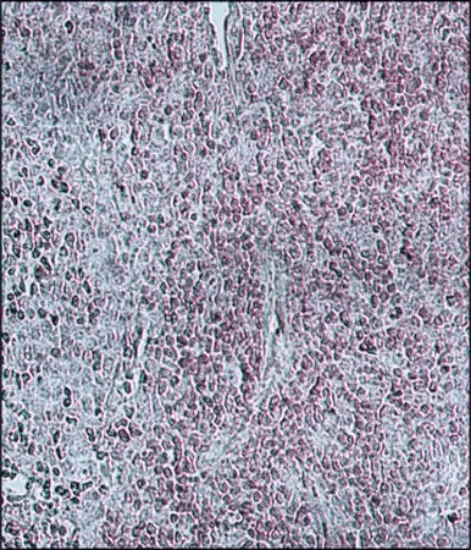 Anti-Bovine IgG molécula entera x 1ml.