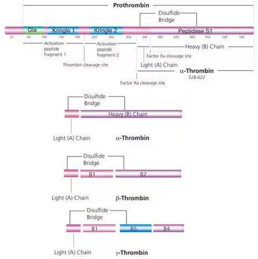 Factor Iia Trombina de plasma humano Polvo liofilizado
