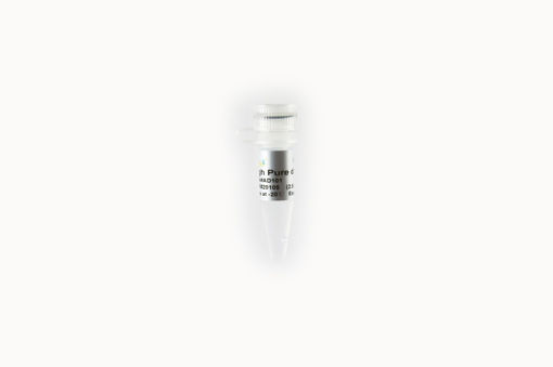 dNTPs de alta pureza 1ml
