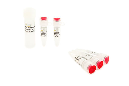 PerfectStart® Green - qPCR SuperMix x 1ml