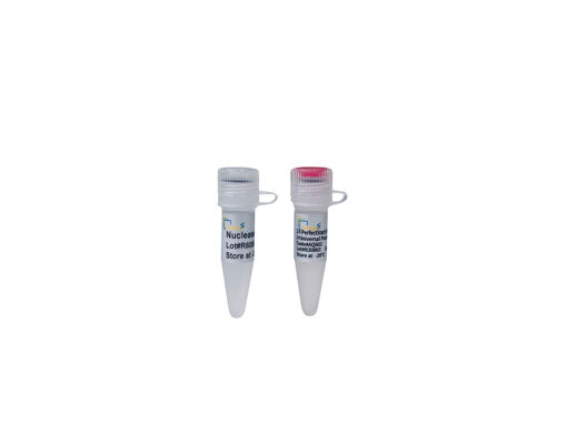 PerfectStart® Green (+Universal Passive Reference Dye) - qPCR SuperMix x 1ml