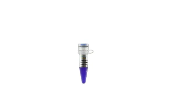 100bp DNA Ladder x 5 viales de 500µl