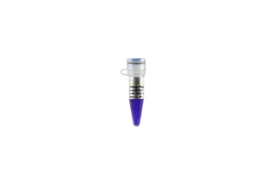 100bp Plus DNA Ladder x 500µl
