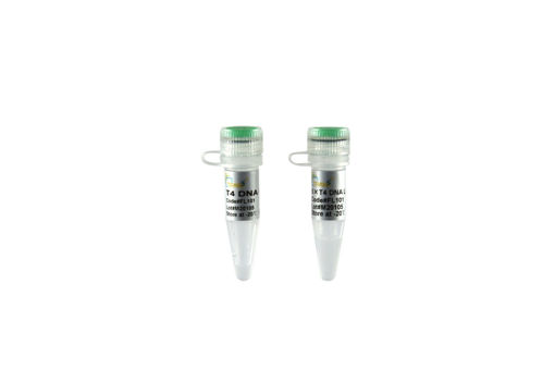 T4 DNA ligasa x 10000 unidades