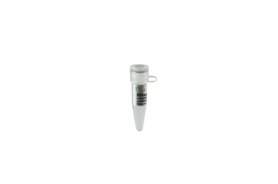 Rnasa A x 1ml