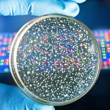 Imagen para la categoría Clonado y mutagénesis