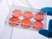 Placa de cultivo celular sin tratamiento estéril