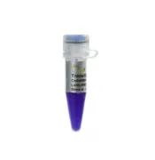 Trans15K Marcador de ADN 500 µl