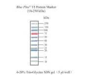 Blue Plus® VI Marcador de Proteínas (10-250 kDa) 250 µl